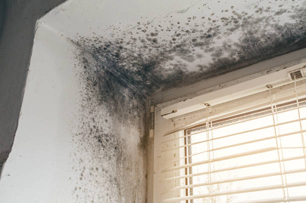 Affordable Mold Remediation solutions in Trenton, MI