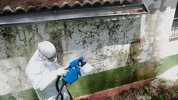 Top rated local Mold Remediation specialists in Trenton, MI